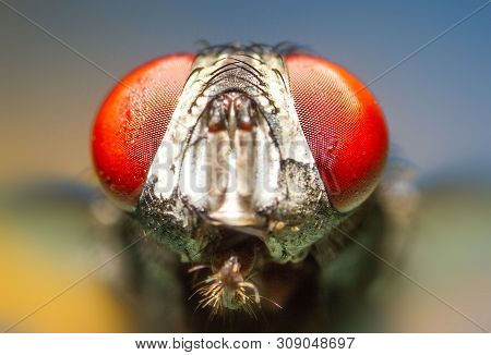 A Macro Shot Of Fly . Live Housefly .insect Close-up. Macro Sharp And Detailed Fly Compound Eye Surf