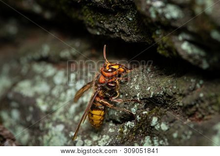 A European Hornet (vespa Crabro) Sitting On A Tree