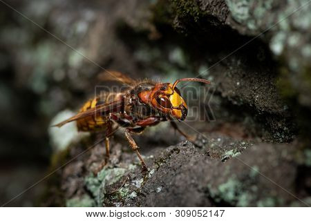 A European Hornet (vespa Crabro) Sitting On A Tree