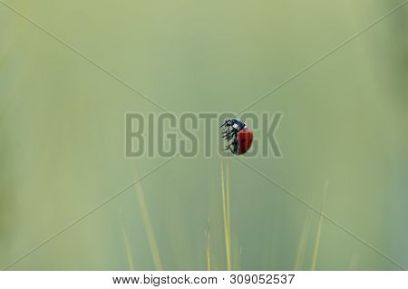 A Ladybird (coccinella Septempunctata) Sitting On A Cornstalk In A Field