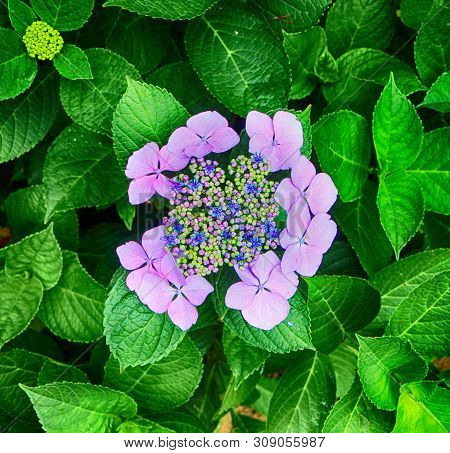 Hydrangea Suguk Festival In Taejongsa Buddhist Temple, Taejongdae, Busan, South Korea, Asia
