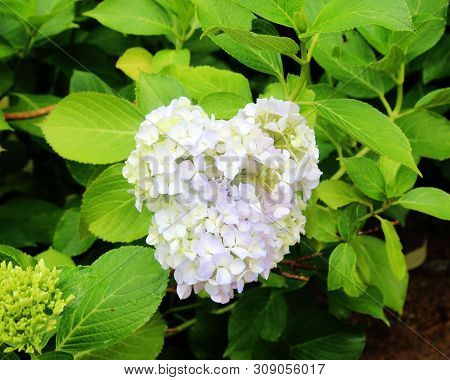 Hydrangea Suguk Festival In Taejongsa Buddhist Temple, Taejongdae, Busan, South Korea, Asia