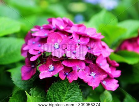 Hydrangea Suguk Festival In Taejongsa Buddhist Temple, Taejongdae, Busan, South Korea, Asia