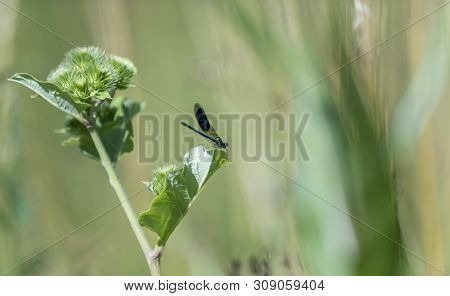 Blue Dragonfly Sits On A Blade Of Grass In Front Of Blurred Background