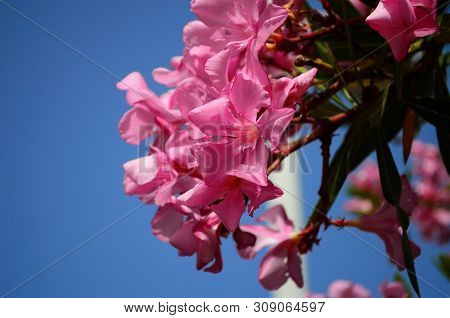Delicate Beautiful Flowers Of Oleander On The Coast Of Turkey