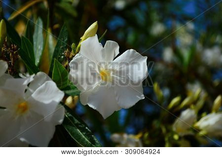 Delicate Beautiful Flowers Of Oleander On The Coast Of Turkey