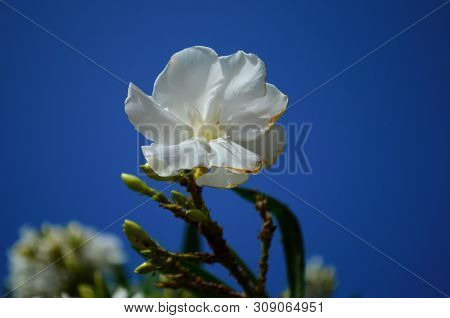 Delicate Beautiful Flowers Of Oleander On The Coast Of Turkey