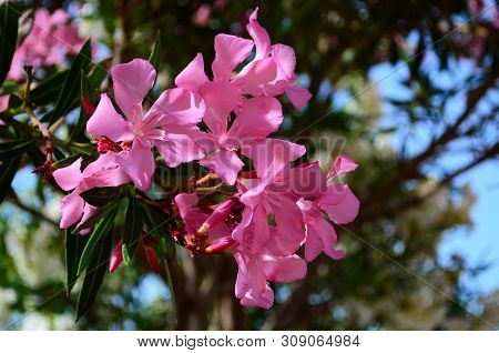 Delicate Beautiful Flowers Of Oleander On The Coast Of Turkey