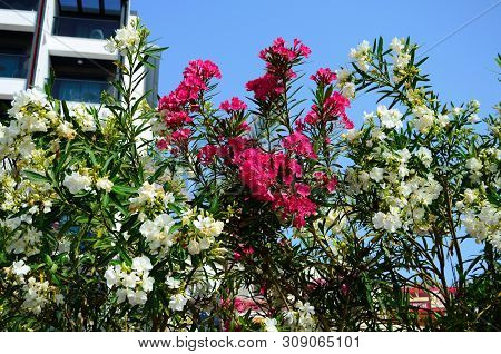 Delicate Beautiful Flowers Of Oleander On The Coast Of Turkey
