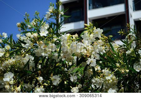 Delicate Beautiful Flowers Of Oleander On The Coast Of Turkey