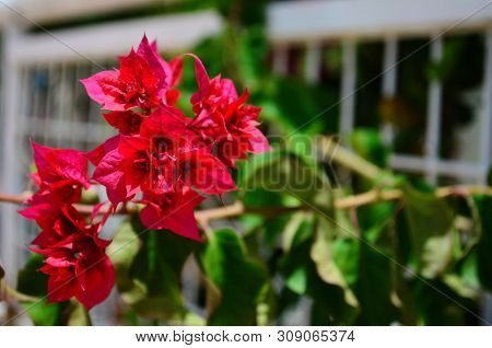 Delicate Beautiful Flowers Of Oleander On The Coast Of Turkey