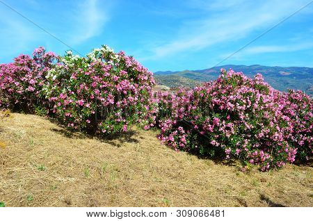 Delicate Beautiful Flowers Of Oleander On The Coast Of Turkey