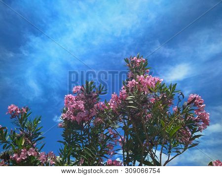 Delicate Beautiful Flowers Of Oleander On The Coast Of Turkey