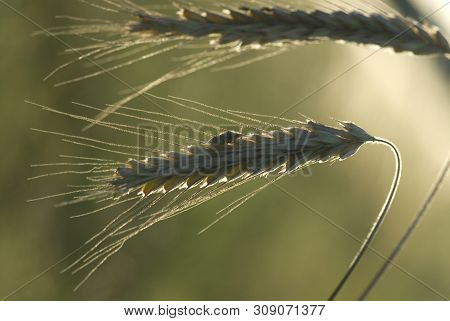 Lighting A Beautiful Warm Summer Evening Sun Ripe Rye Ears Growing In The Field