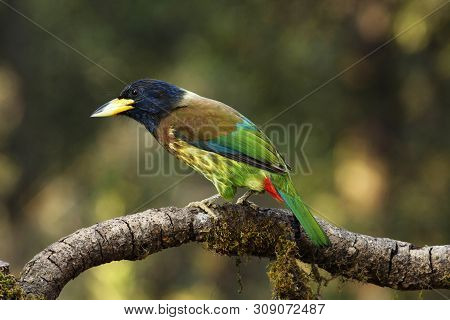 Great Barbet, Psilopogon Virens At Sattal In Uttarakhand, India.