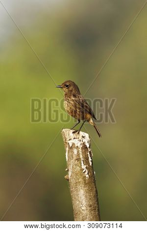 Pied Bush Chat, Saxicola Caprata, Kolhapur In Maharashtra, India