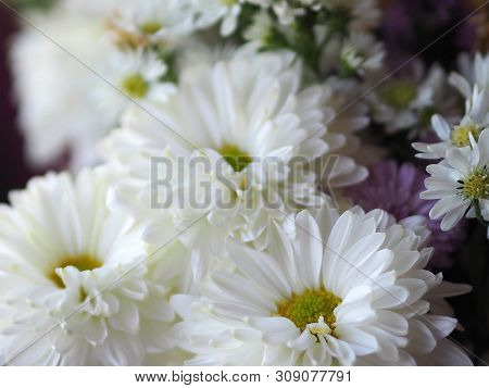Violet And White Flower Petals Stacked Into Layers Name Gerbera Jamesonii ,compositae,gerbera,barber
