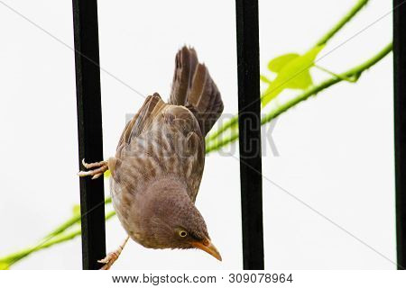 Close Up Of A Male House Sparrow (passer Domesticus) Outside Its Nest In A Wall Mounted Clay Drainag