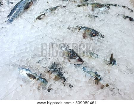 Top View Of Fresh Mackerel Or Saba On Ice For Sale In The Fish Market At Thailand, Seafood As A Back