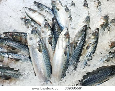 Top View Of Fresh Mackerel Or Saba On Ice For Sale In The Fish Market At Thailand, Seafood As A Back