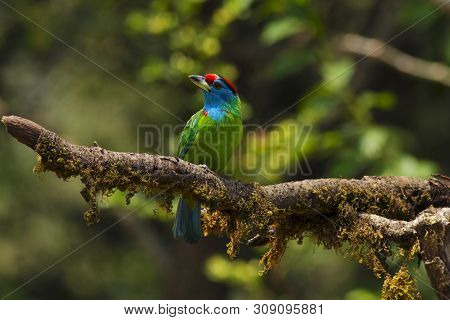 Blue-throated Barbet At Sattal In Uttarakhand, India.