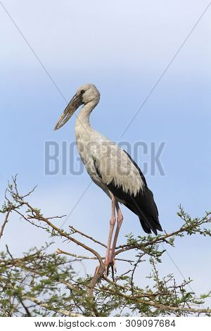 Openbill Stork At Bhigvan In Pune, Maharashtra, India