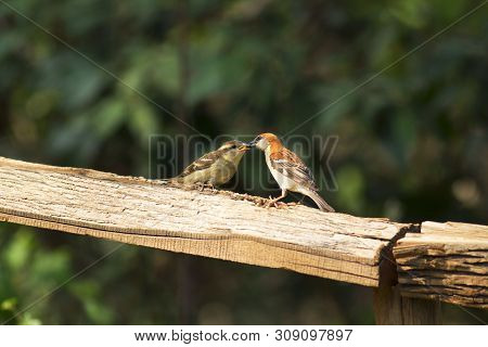Russet Sparrow At Sattal In Uttarakhand, India.
