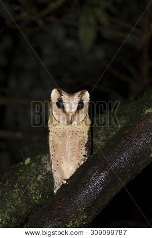 Sri Lanka Bay Owl At Valaparai In Tamilnadu, India.