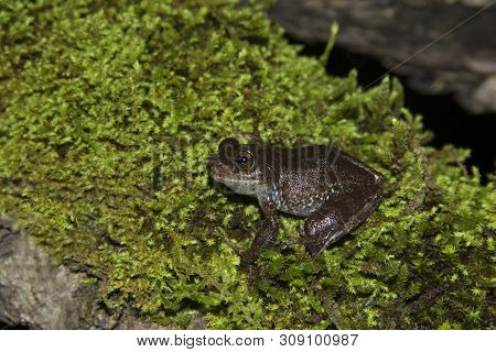 Ghatixalus Variabilis At Ooty In Tamilnadu, India