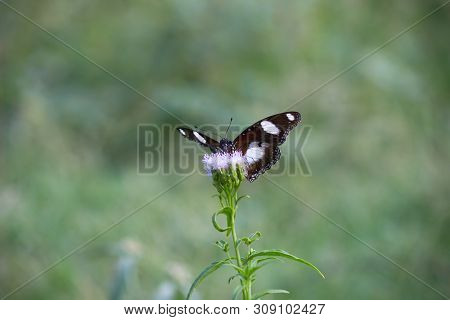 Eggfly Butterfly Sitting On The Flower Plant With A Nice Soft Background In Its Natural Habitat