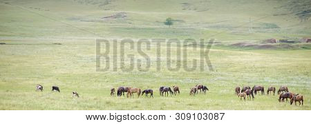 Herd Of Horses On Rural Road. Horse Farm Pasture With Mare And Foal. Panorama.