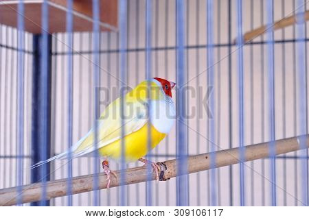 A Nice Gouldian Finch Bird Inside The Cage