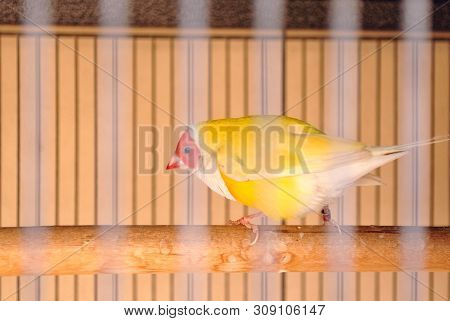 A Nice Gouldian Finch Bird Inside The Cage