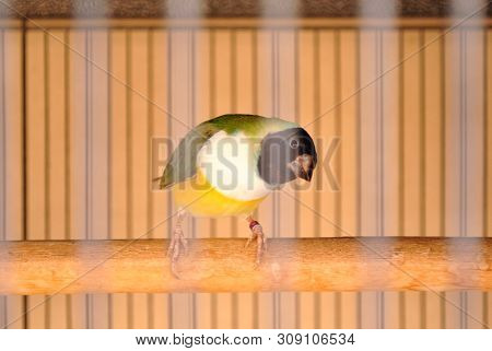 A Nice Gouldian Finch Bird Inside The Cage