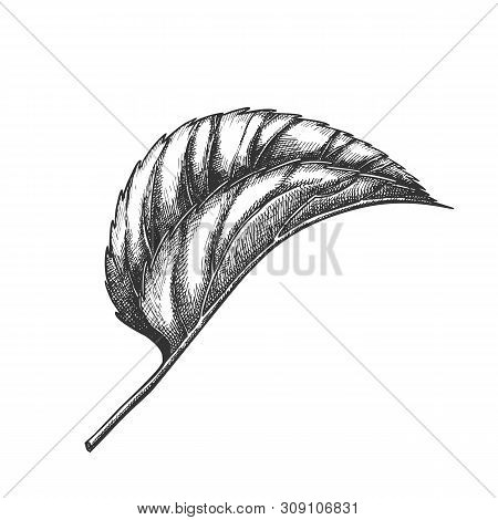 Leaf Of Herbaceous Perennial Hop Plants . Leaf Of Liana Humulus Genus Of Cannabaceae Family. Element