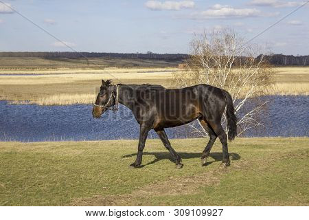 Dark Horse Close Up On A Green Spring Meadow Against The Background Of A River Valley With A Forest 