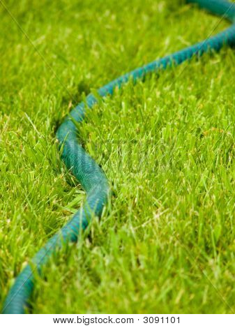 Hosepipe Snaking gennem grønne forår græs