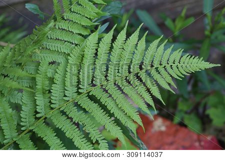 Beautyful Ferns Leaves - Green Foliage - Natural Floral