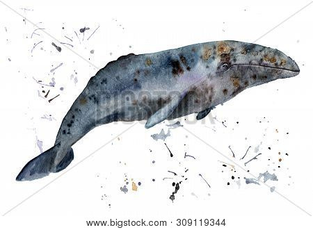 Watercolor Painting Of Animal - Gray Whale, Eschrichtius Robustus