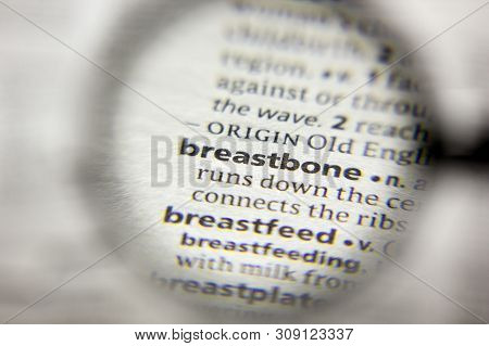 The Word Or Phrase Breastbone In A Dictionary