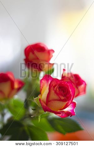 Beautiful Pink And Yellow Roses On The Background Of Defocused Wondow. Fresh Beautiful Flower As Exp