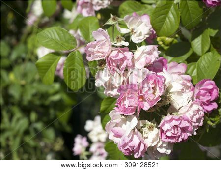 Beautiful Summer Pink Roses, Photo Of Flowers
