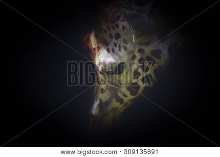 Detail Face Giraffe On The Black. Poster Giraffe. Poster Giraffe. Animal From Zoo. Mammal From Afric