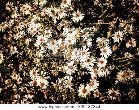 Gerbera Flowers As Nature Background. Daisy Gerbera Flowers, Summer Nature.
