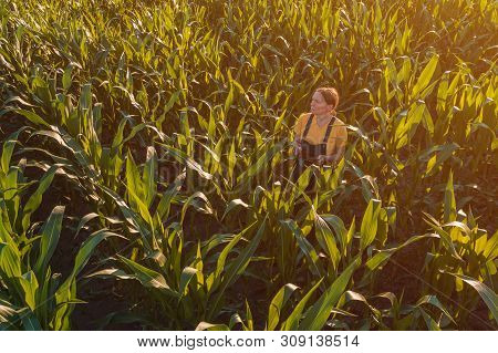 Agronomist Farmer Woman Using Tablet Computer In Corn Field. Aerial View Of Female Farm Worker In Ma