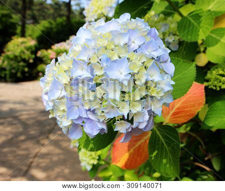 Hydrangea Suguk Festival In Taejongsa Buddhist Temple, Taejongdae, Busan, South Korea, Asia