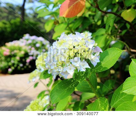 Hydrangea Suguk Festival In Taejongsa Buddhist Temple, Taejongdae, Busan, South Korea, Asia