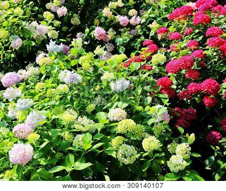 Hydrangea Suguk Festival In Taejongsa Buddhist Temple, Taejongdae, Busan, South Korea, Asia