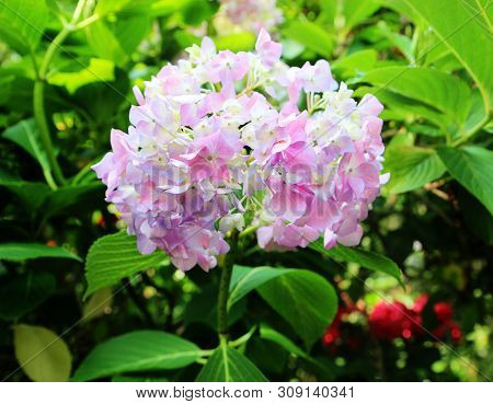 Hydrangea Suguk Festival In Taejongsa Buddhist Temple, Taejongdae, Busan, South Korea, Asia