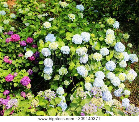 Hydrangea Suguk Festival In Taejongsa Buddhist Temple, Taejongdae, Busan, South Korea, Asia